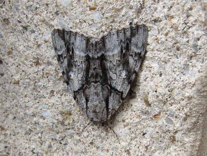 Sweetheart Underwing Moth